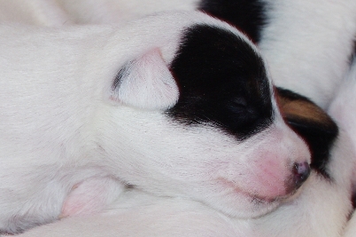 Parson Russell Terrier