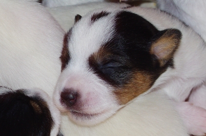 Parson Russell Terrier Sachsen-Anhalt