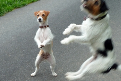 Accolon Smooth Tigers