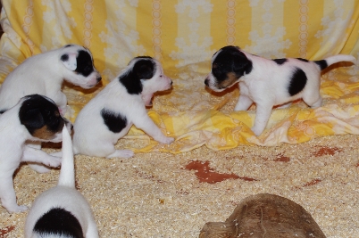 Parson Russell Terrier Sachsen-Anhalt