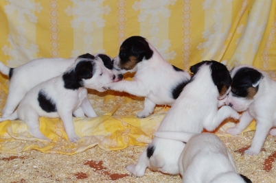 Parson Russell Terrier Welpen