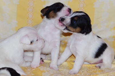 Parson Sachsen Anhalt