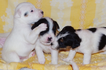 Parson Russell Terrier Niedersachsen